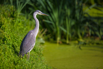 Grey heron, Ardea cinerea