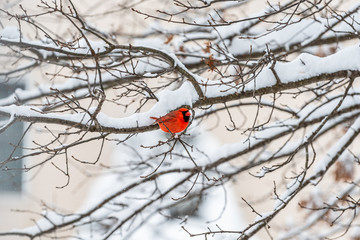 Male red northern cardinal, Cardinalis, bird distant perching on tree branch during winter snow in Virginia with blurry background of house exterior