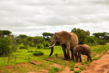 .African elephant with elephant baby in the wild in the savannah in africa. Elephants on the background of African flora in Kenya national park
