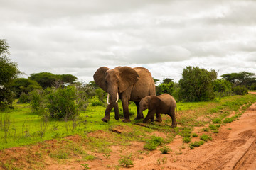 Fototapeta na wymiar .African elephant with elephant baby in the wild in the savannah in africa. Elephants on the background of African flora in Kenya national park