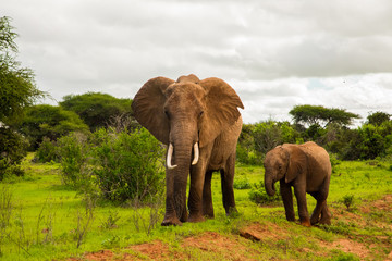 .African elephant with elephant baby in the wild in the savannah in africa. Elephants on the background of African flora in Kenya national park