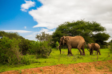 Fototapeta premium African elephant with elephant baby in the wild in the savannah in africa.