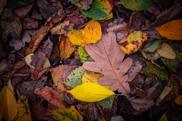 Nice yellow orange red leaves  nature background abstract macro close up autumn