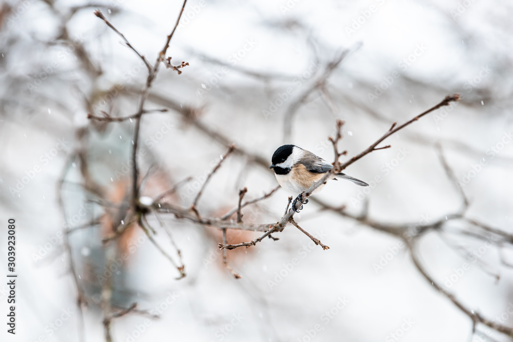 Wall mural Small black-capped chickadee, poecile atricapillus, tiny one tit bird perching closeup on tree branch in Virginia during winter snow weather blurry background