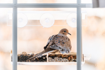 Closeup of one mourning dove bird sitting perchinf on plastic glass window feeder perch by nuts seeds in Virginia - Powered by Adobe