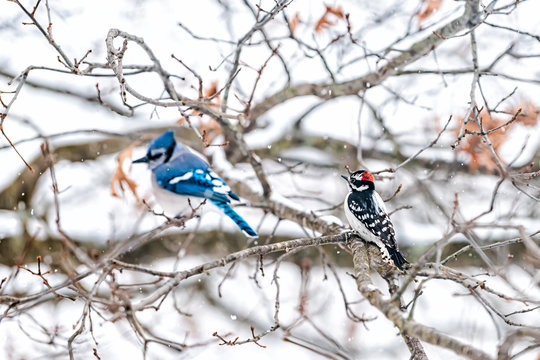 Two birds friends perching together with blue jay, Cyanocitta cristata, and downy or hairy woodpecker sitting on oak tree during winter in Virginia