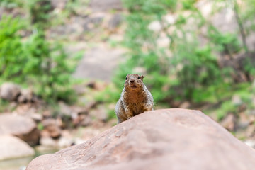 Zion National Park in Utah Riverside walk trail with rock squirrel on top of stone by Virgin river begging for food