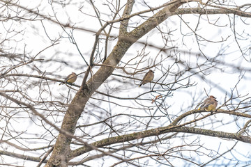 Fototapeta na wymiar Flock of many cedar waxwing birds sitting perching on bare tree branch during winter in Virginia on migration