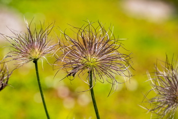 Close-up of pulsatilla spring flowers on the green background