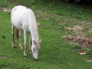 Obraz na płótnie Canvas White horse eating grass in the pasture