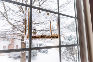 Wide angle view of chickadee bird sitting perching on plastic glass window feeder perch snowing winter day eating sunflower seeds in Virginia