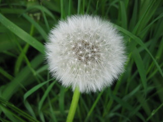 dandelion seed