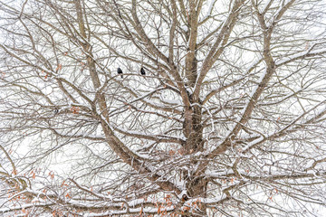 European starling two birds couple pair sitting far distant on oak bare tree branch during winter snow in Virginia
