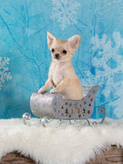 Chihuahua puppy portrait. Christmas puppy dog concept. Image taken in a studio with white background.