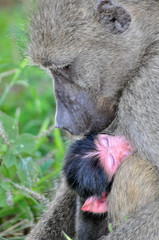 Baboon mother child