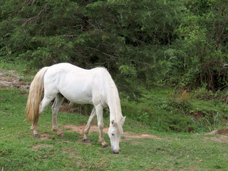 Obraz na płótnie Canvas White horse eating grass in the pasture