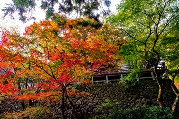 両子寺の紅葉