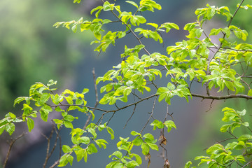 Green leaves of linden Tilia dasystyla on a green background