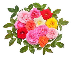 Collection roses flowers multicolored with leaf arrangement isolated on a white background. Beautiful bouquet, delicate flora composition. Top view, flat lay