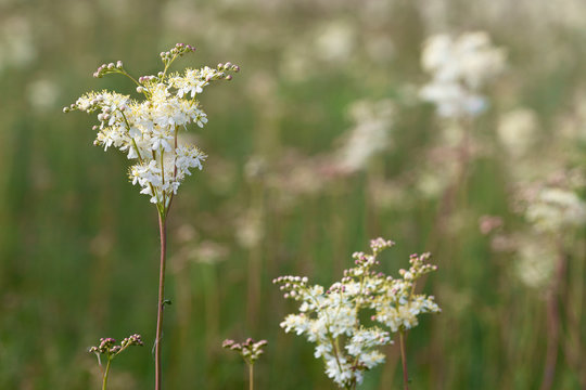 Flowering spring meadow.  Filipendula vulgaris, commonly known as dropwort or fern-leaf dropwort. Place for text, blurred background.