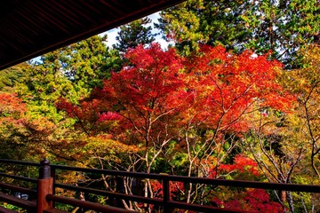 両子寺の紅葉