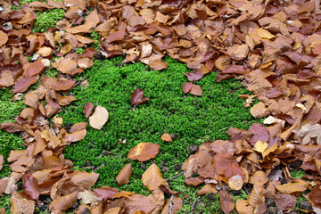 Autumn leaves and green moss in sunshine
