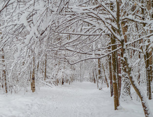 The tree branch is covered with snow. Winter view of trees in the forest. Winter season in the city park.