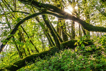 Sun through trees overgrown with moss in dense rainforest