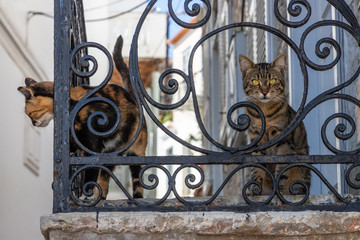 Two Cats in Traditional buildings and streets in Hydra Island