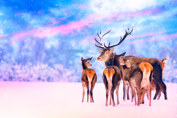 Christmas winter wildlife landscape with noble deers at beautiful sunset. Many deers in winter.