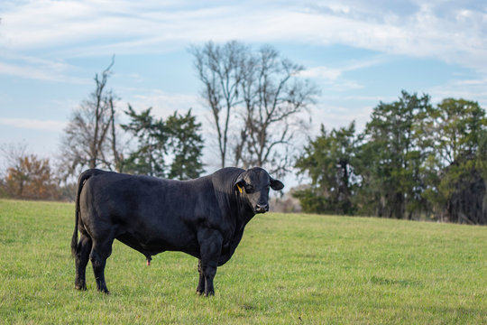 Black Angus bull in empty field