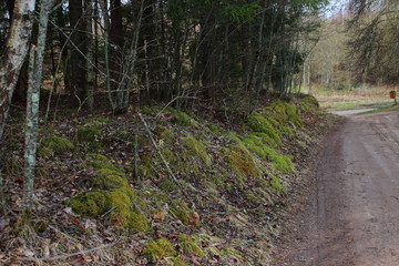 Fototapeta premium path in the forest