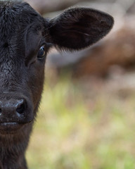 Half of calf face portrait © jackienix