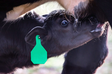 Extreme close up of Angus calf nursing