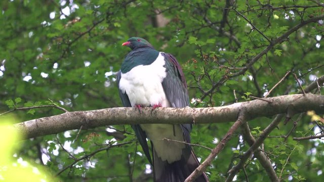 A New Zealand Wood Pigeon also known as a Kereru sitting in a tree and then flying away