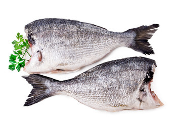 fresh sea bream fish isolated on white background