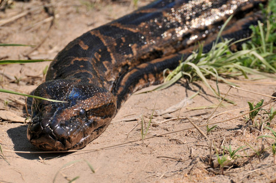 African Rock Python