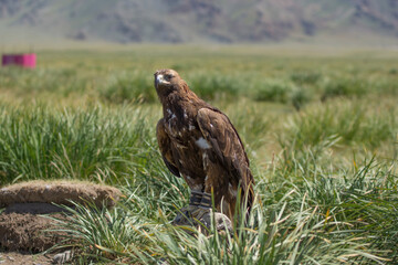 Golden eagle in mongolian steppe
