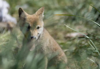 Young wolf cub in the steppe, mongolia