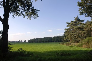 Meadow Drenthe Netherlands