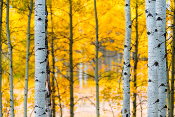 Aspen, Colorado Rocky Mountains Laub im Herbst fallen auf Castle Creek Panoramastraße mit bunten gelben Blättern auf amerikanischen Espen Baumstämmen Wald im Vordergrund