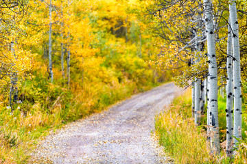 Colorado rocky mountains foliage in autumn fall on trees on small dirt path by Castle Creek scenic...