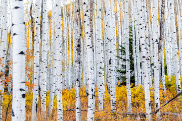 Fototapety  Liście jesienią jesień na malowniczej drodze Castle Creek z kolorowymi żółtymi liśćmi na amerykańskich pniach drzew osiki las na pierwszym planie w Górach Skalistych w Kolorado