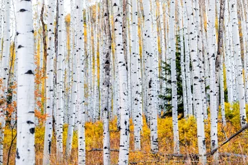 Fototapeten Foliage in autumn fall on Castle Creek scenic road with colorful yellow leaves on american aspen trees trunks forest in foreground in Colorado rocky mountains © Kristina Blokhin