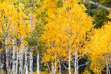 Castle Creek scenic road with colorful yellow leaves foliage on american aspen trees in Colorado rocky mountains autumn fall closeup