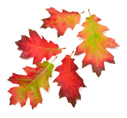 Collection of oak autumn falling leaves isolated on white background. Red, green and yellow leaf. Top view, flat lay