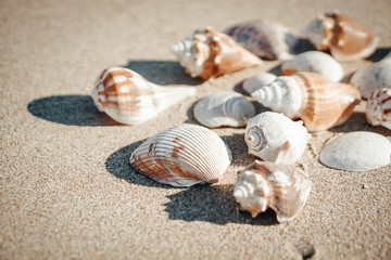Fototapeta na wymiar Sea shell on sand as background.