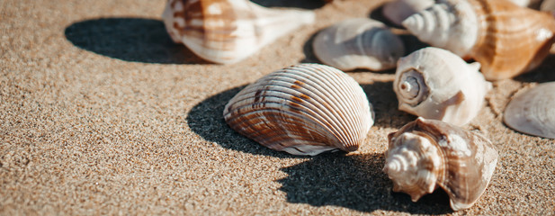 Sea shell on sand as background.