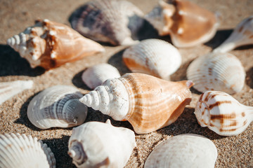 Sea shell on sand as background.