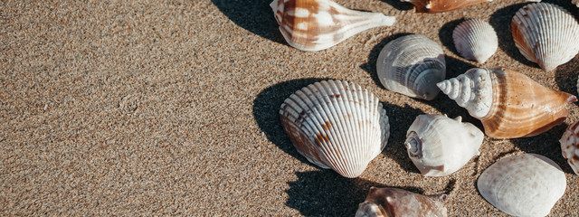 Sea shell on sand as background.